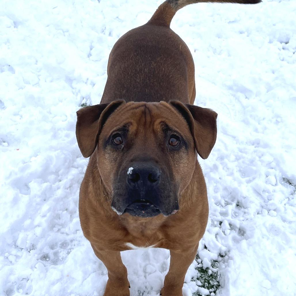 Enlarge Hoss, a Adoptable mixed breed in Bristol, IN image 5/5