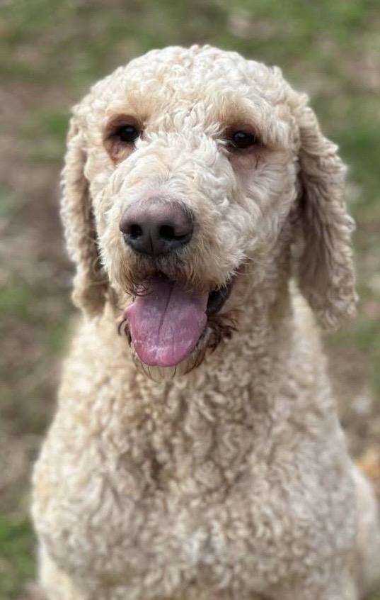 Enlarge Patrick, a ADOPTABLE Goldendoodle in Somerset, NJ image 3/3