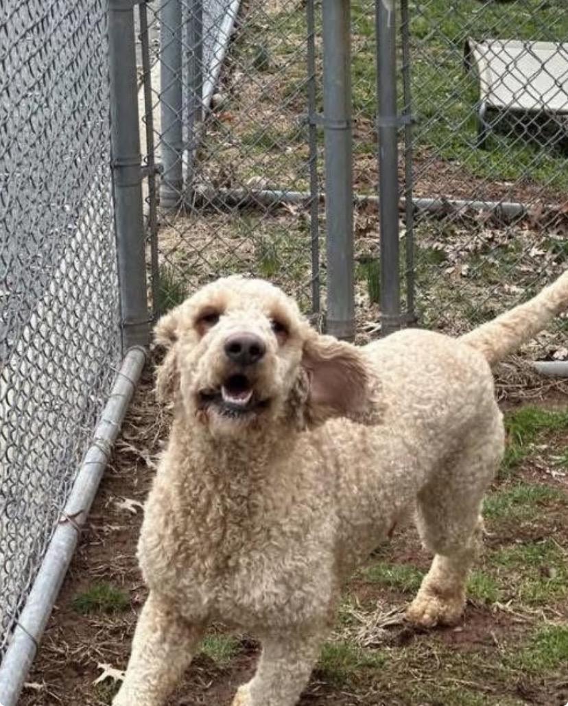 Enlarge Patrick, a ADOPTABLE Goldendoodle in Somerset, NJ image 2/3