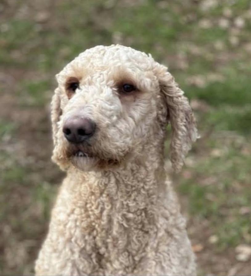 Enlarge Patrick, a ADOPTABLE Goldendoodle in Somerset, NJ image 1/3
