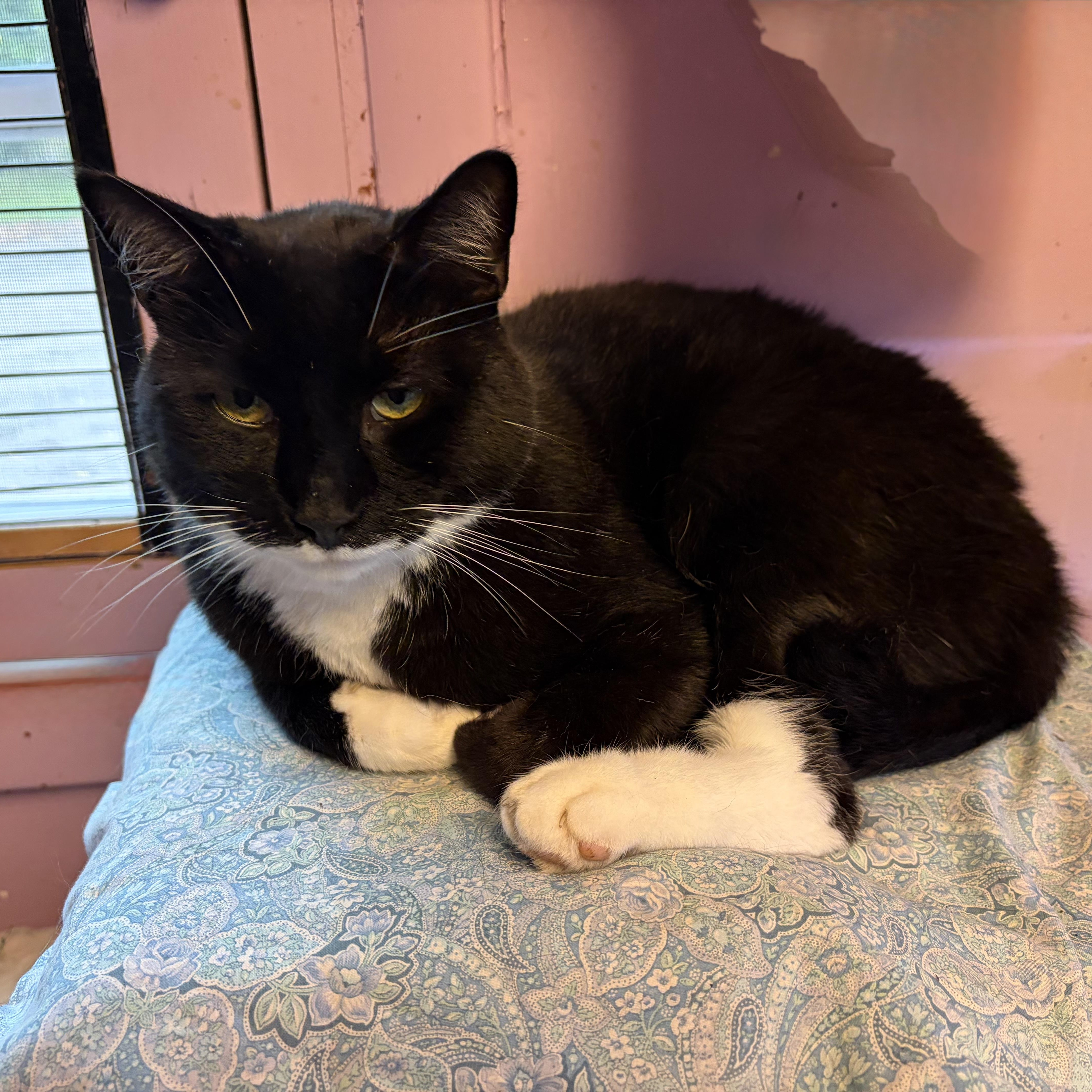 Masala, Adoptable, Adult Male Domestic Short Hair.