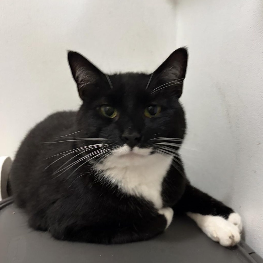Enlarge Masala, a Adoptable Domestic Short Hair in DeWitt, NY image 2/2