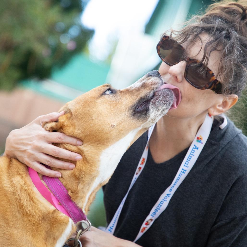 Enlarge Belle, a Adoptable Shepherd in Albuquerque, NM image 1/6