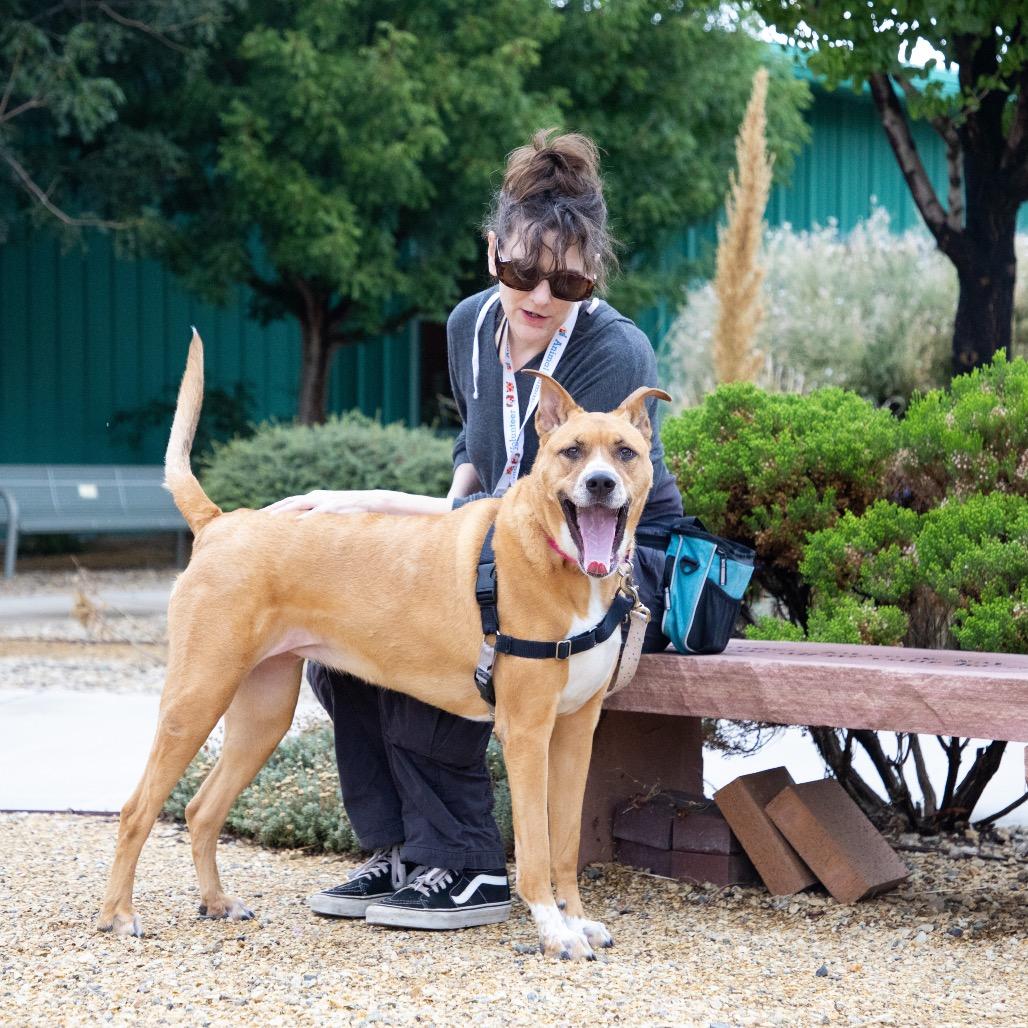 Enlarge Belle, a Adoptable Shepherd in Albuquerque, NM image 4/6