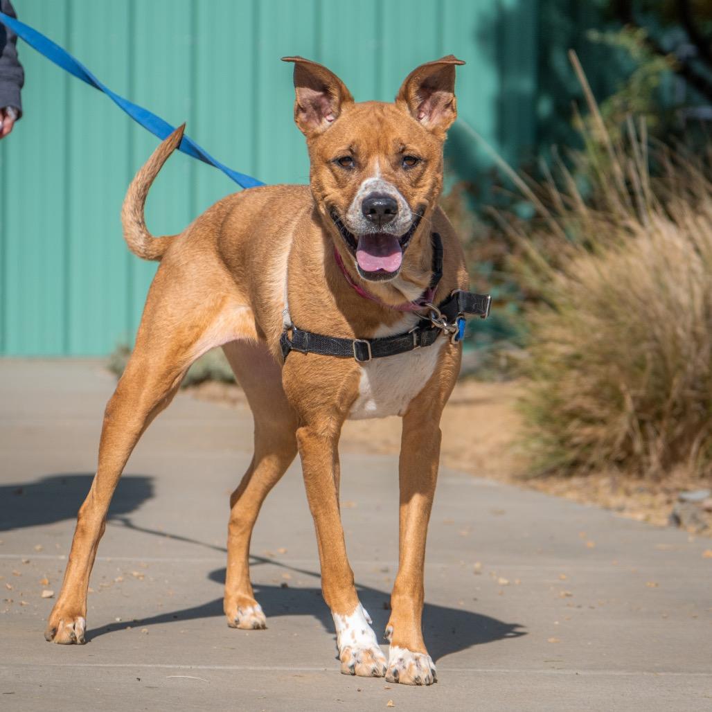 Enlarge Belle, a Adoptable Shepherd in Albuquerque, NM image 5/6