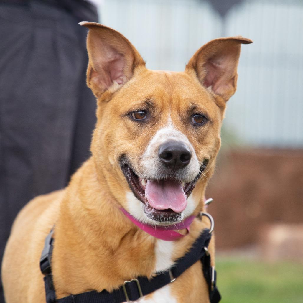 Enlarge Belle, a Adoptable Shepherd in Albuquerque, NM image 6/6