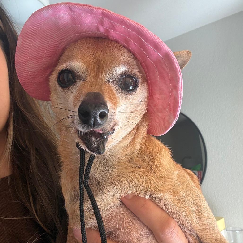 Hattie McHoneysuckle, Adoptable, Senior Female Chihuahua.