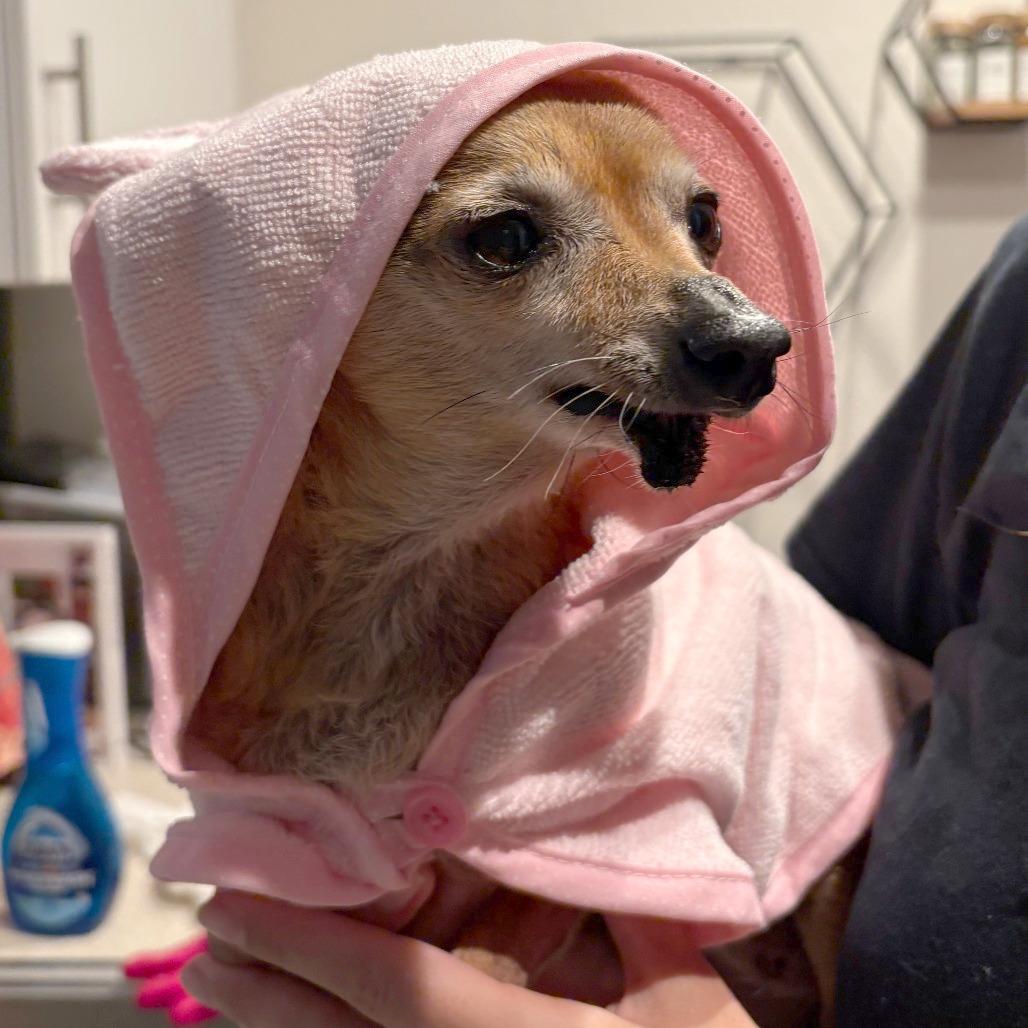 Hattie McHoneysuckle, a Adoptable Chihuahua in San Diego, CA image 2/6