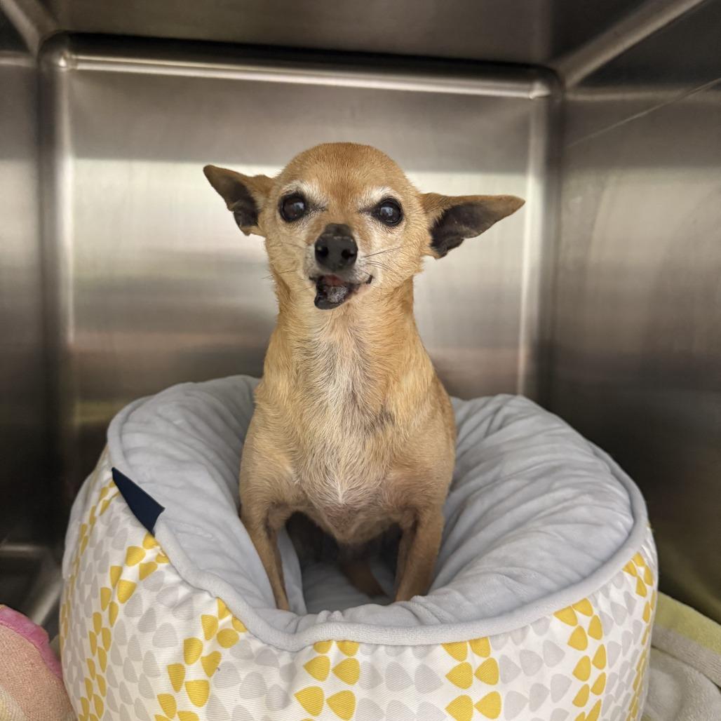 Hattie McHoneysuckle, a Adoptable Chihuahua in San Diego, CA image 3/6