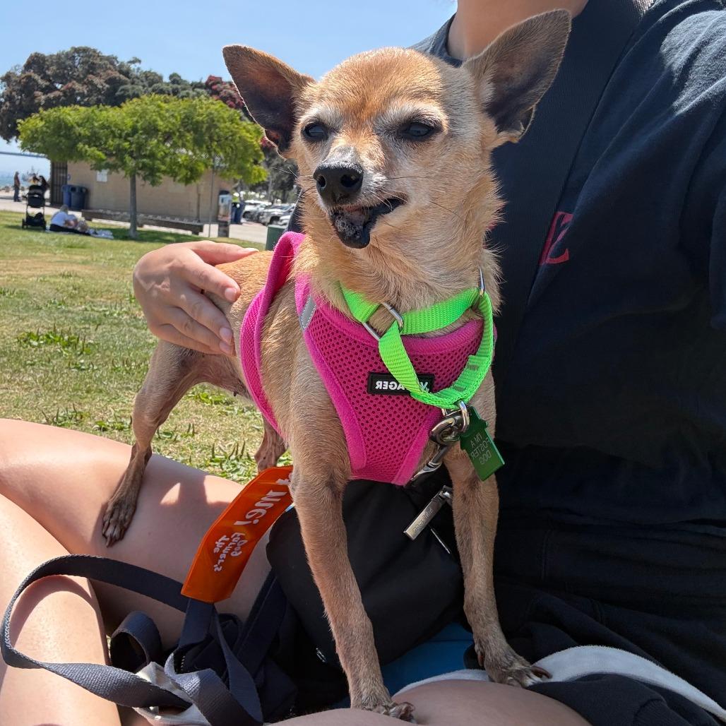 Hattie McHoneysuckle, a Adoptable Chihuahua in San Diego, CA image 4/6