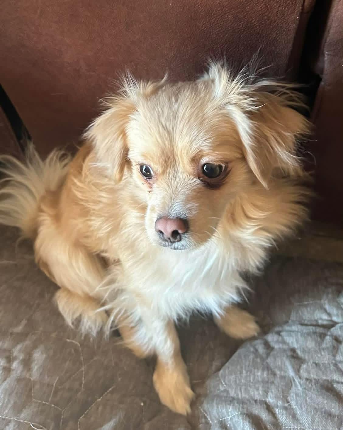 Bruno, Adoptable, Adult Male Chihuahua & Pomeranian.