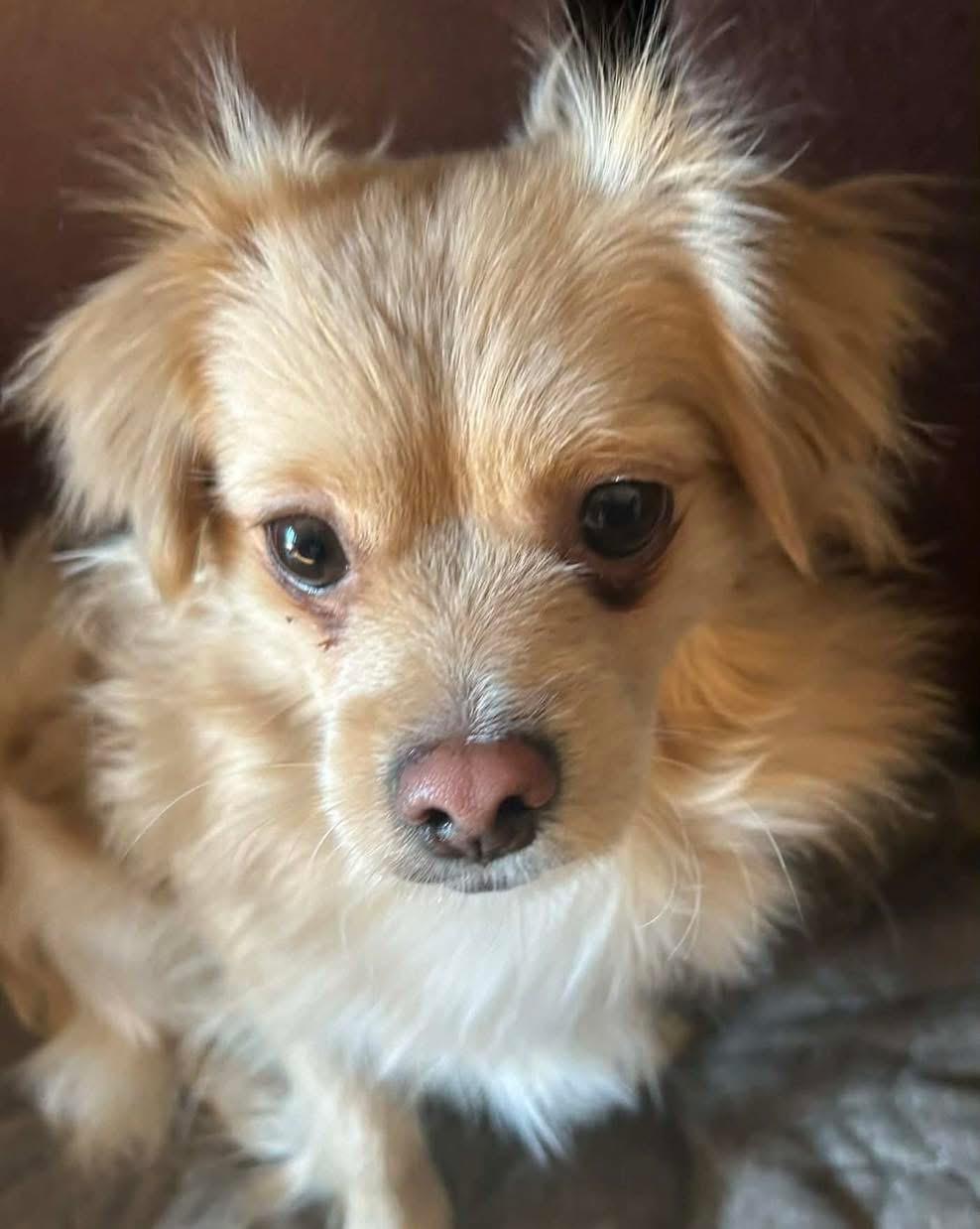 Enlarge Bruno, a Adoptable mixed breed in Richmond, KY image 3/4