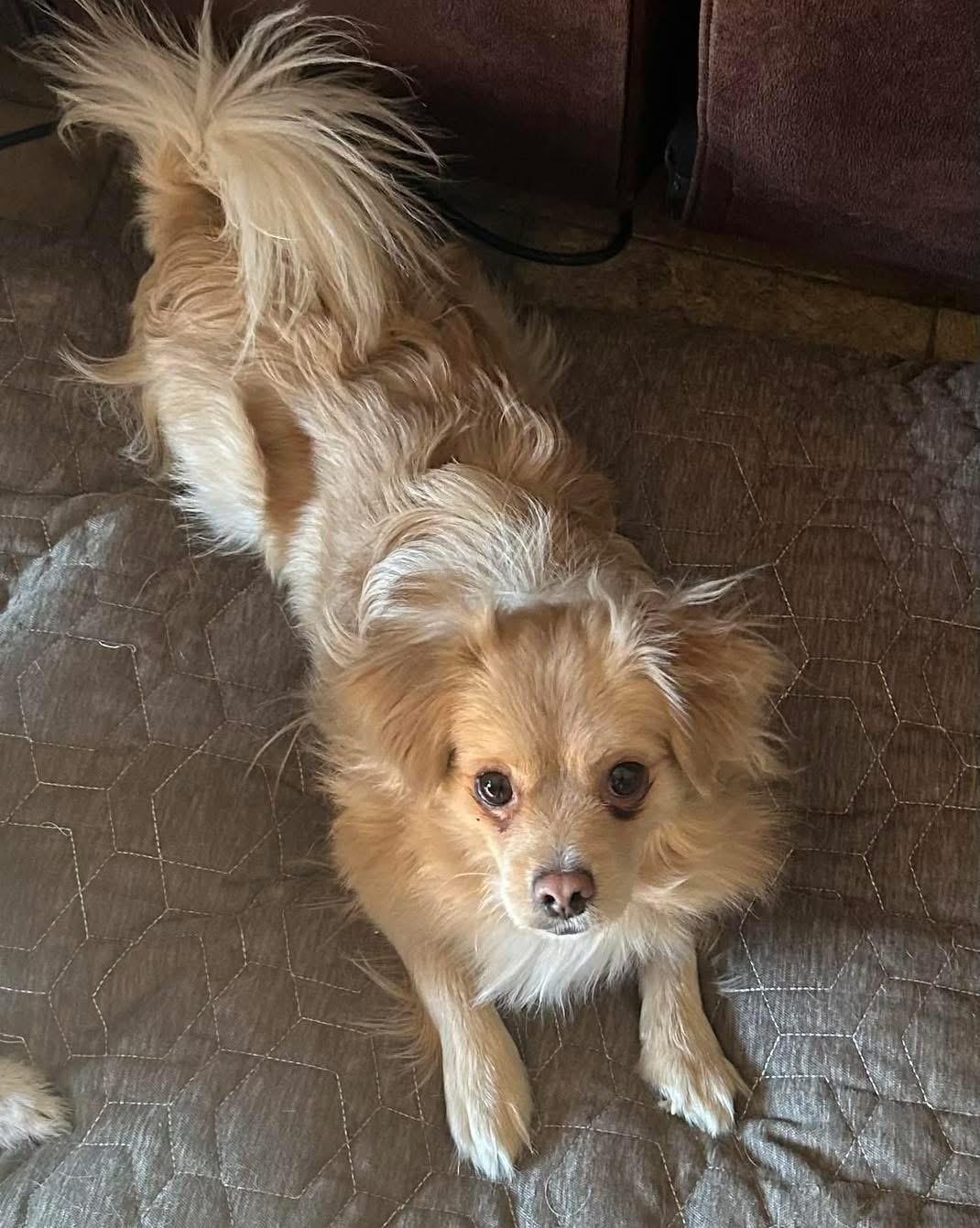 Enlarge Bruno, a Adoptable mixed breed in Richmond, KY image 4/4