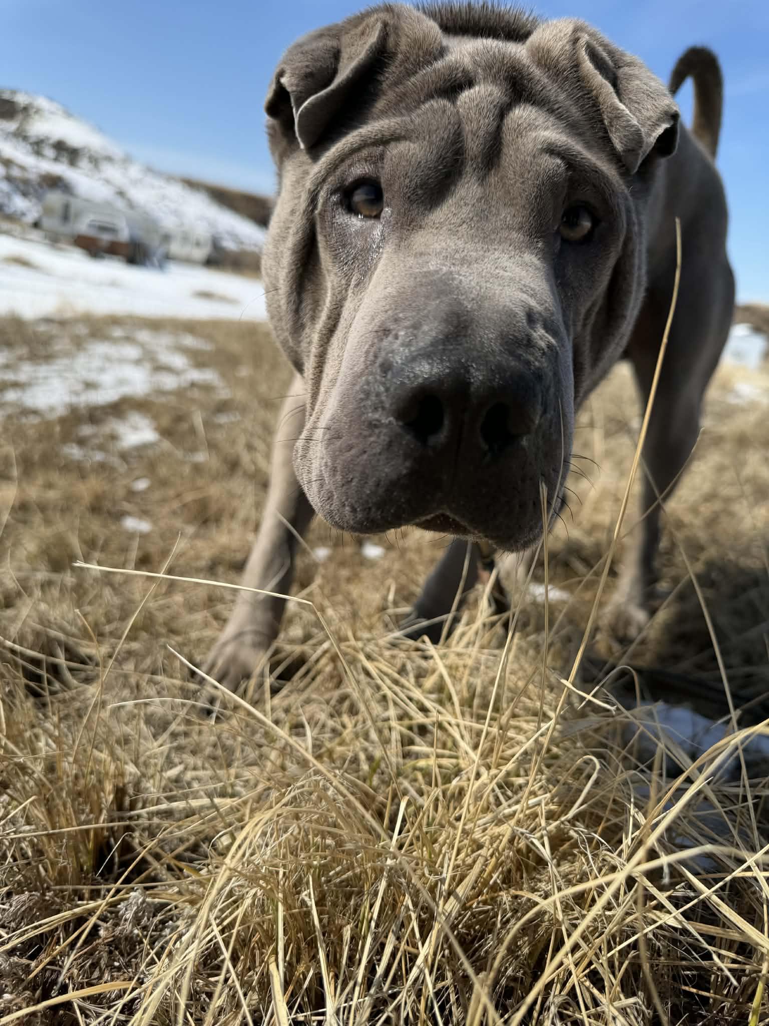 Enlarge  Foster needed in ALBERTA , a ADOPTABLE Shar-Pei in Vancouver, BC image 4/6