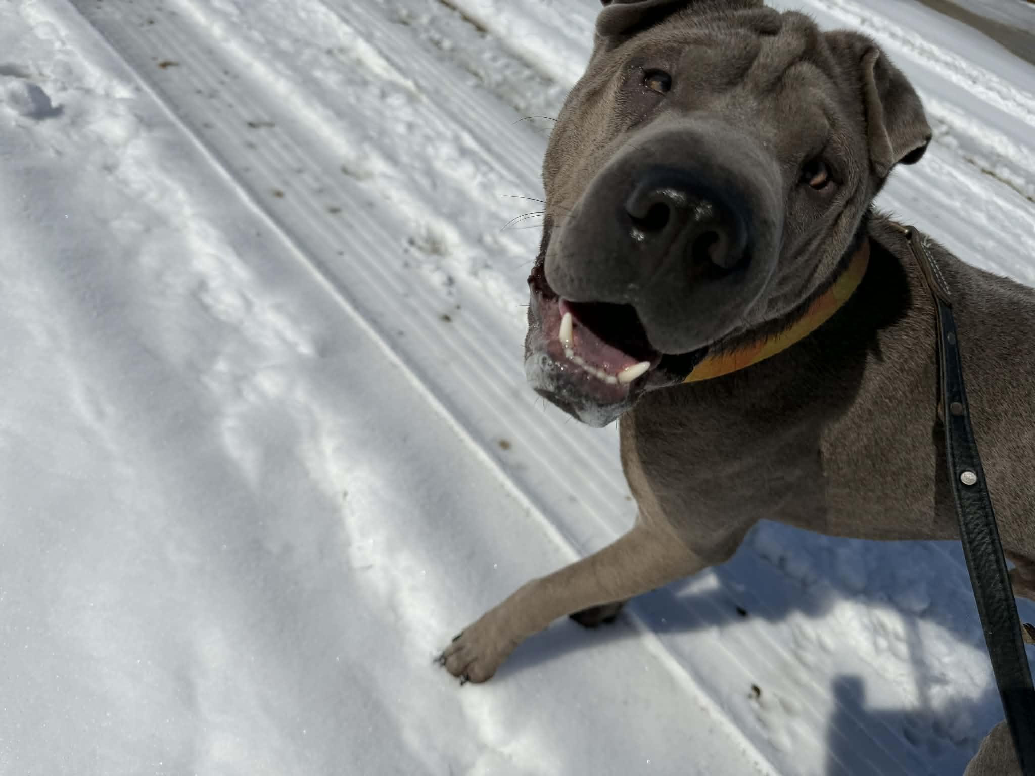 Enlarge  Foster needed in ALBERTA , a ADOPTABLE Shar-Pei in Vancouver, BC image 3/6