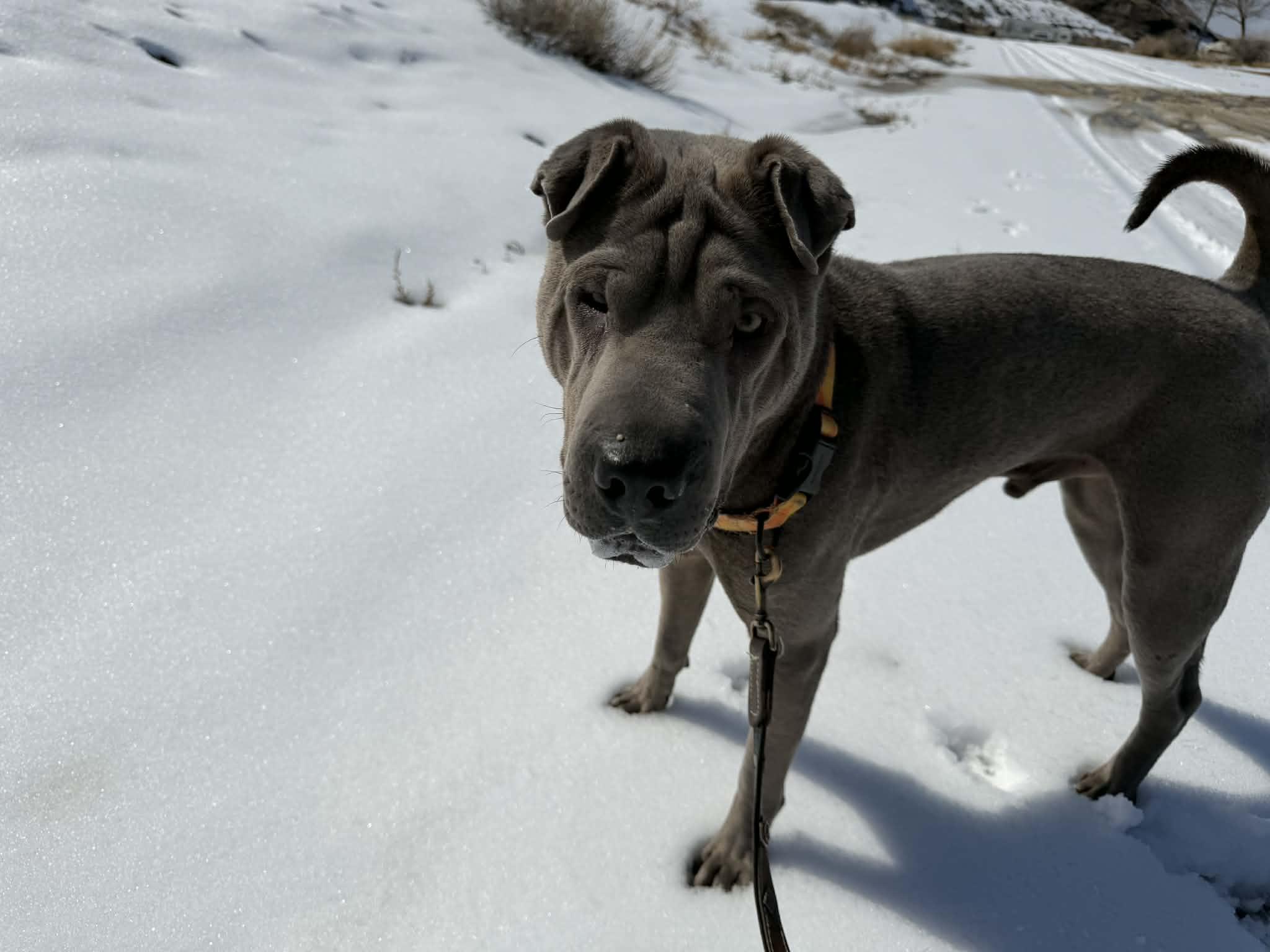 Enlarge  Foster needed in ALBERTA , a ADOPTABLE Shar-Pei in Vancouver, BC image 6/6