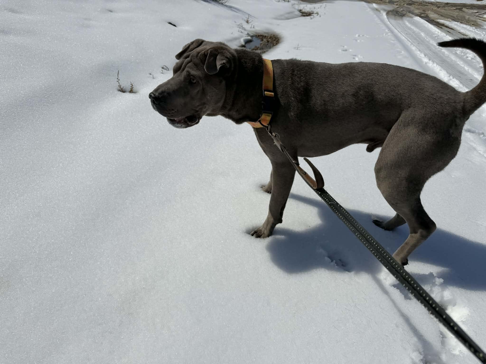 Enlarge  Foster needed in ALBERTA , a ADOPTABLE Shar-Pei in Vancouver, BC image 2/6
