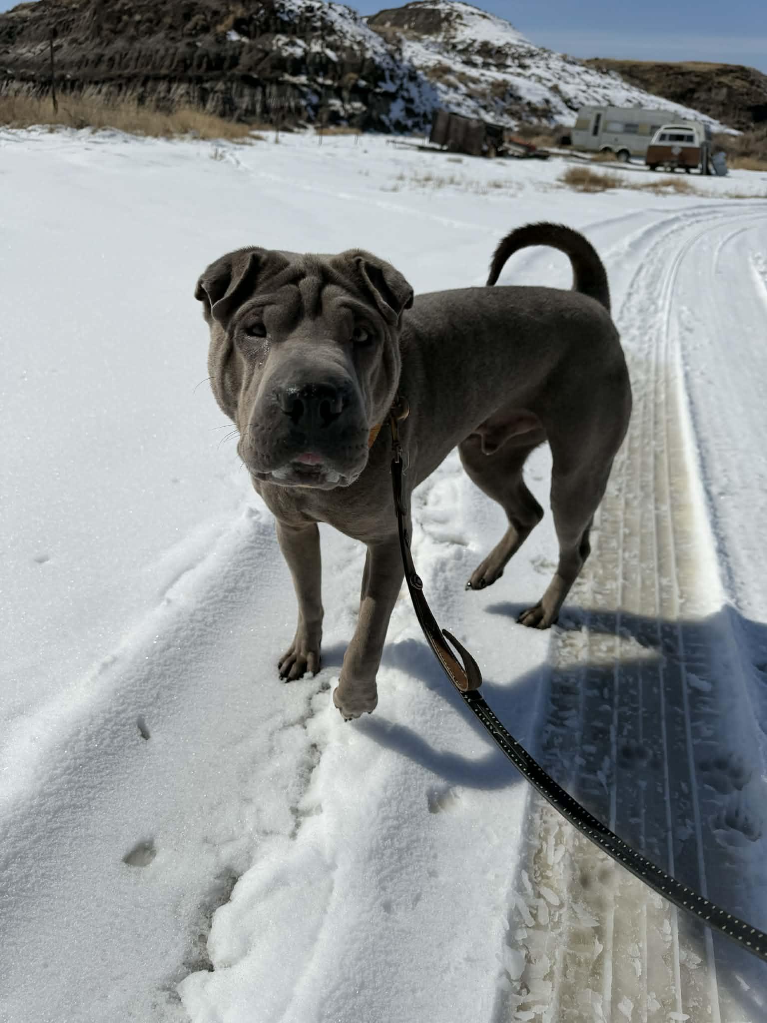 Enlarge  Foster needed in ALBERTA , a ADOPTABLE Shar-Pei in Vancouver, BC image 1/6