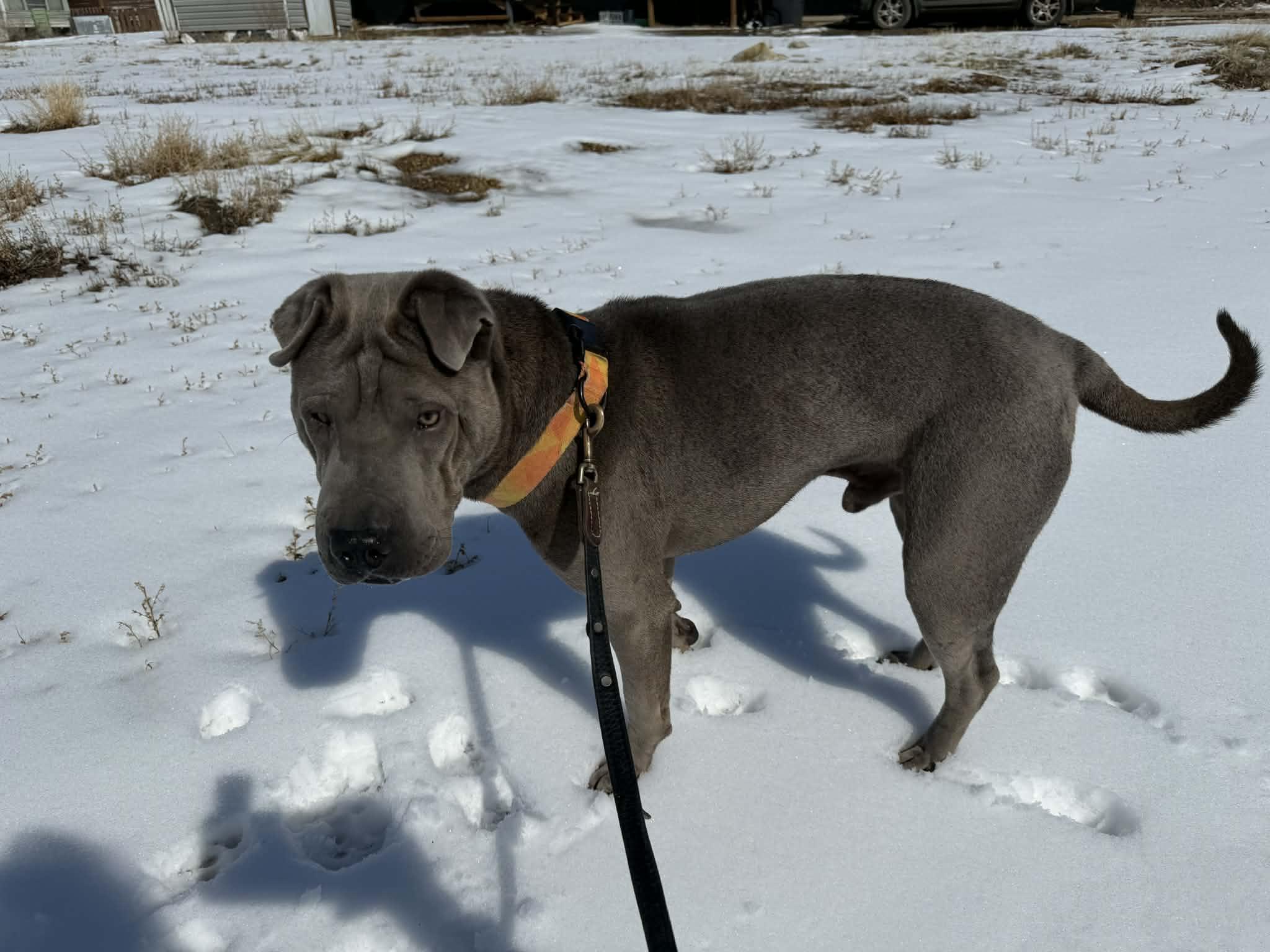 Enlarge  Foster needed in ALBERTA , a ADOPTABLE Shar-Pei in Vancouver, BC image 5/6