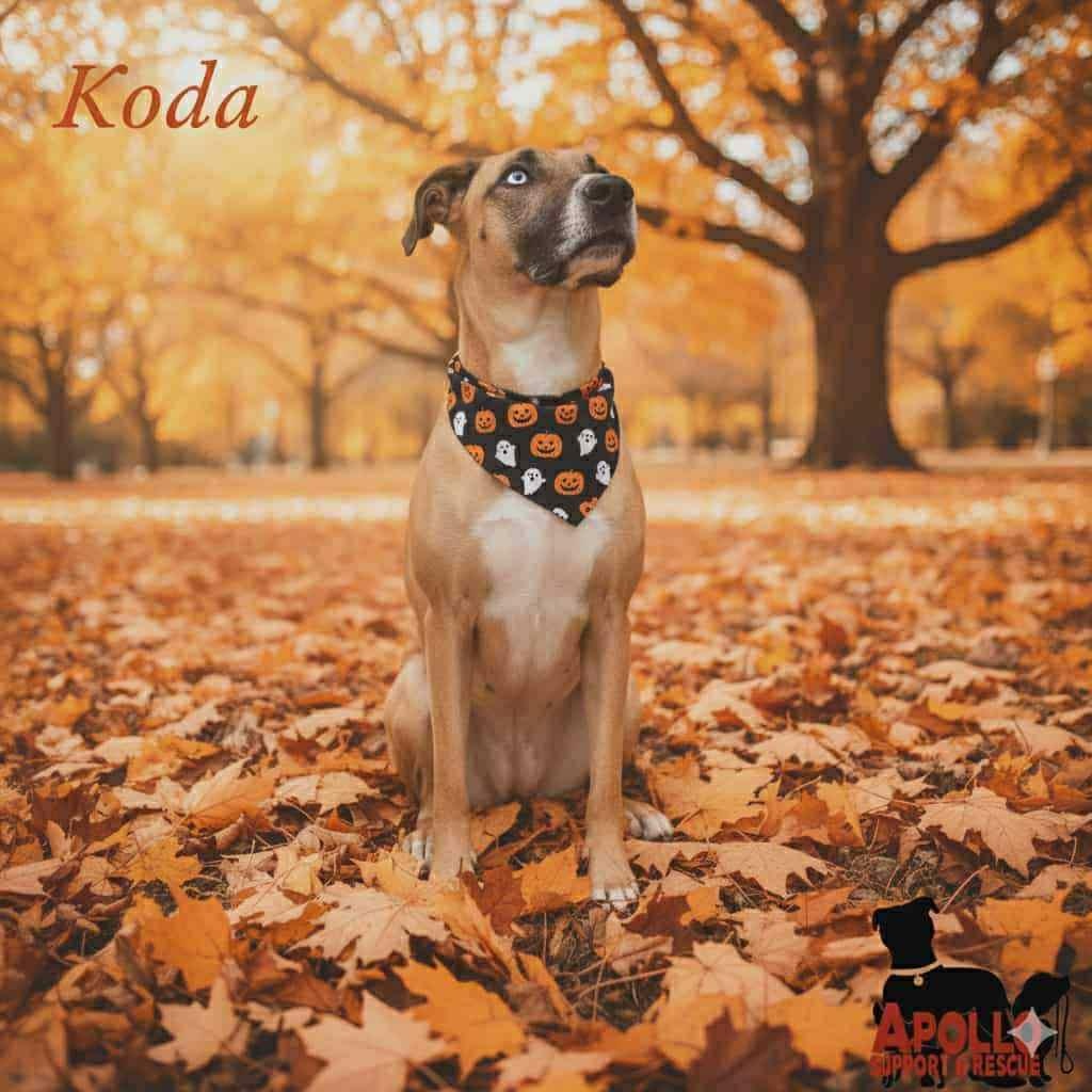 * Koda