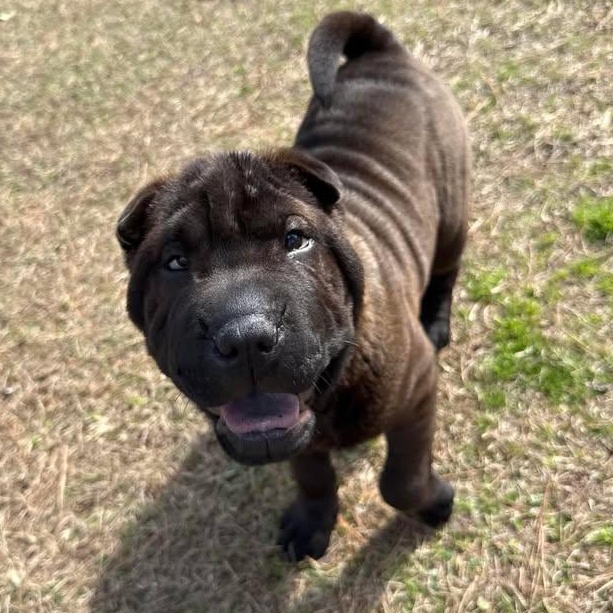 Rachel, adopted, Young Female Shar-Pei.