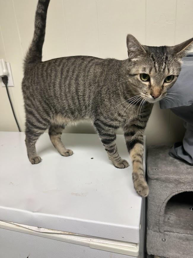 Nifty, Adoptable, Adult Male Domestic Short Hair.