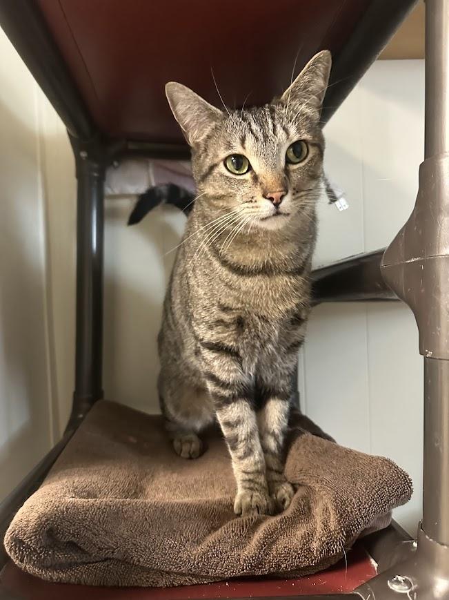 Enlarge Nifty, a Adoptable mixed breed in Cape May, NJ image 2/3