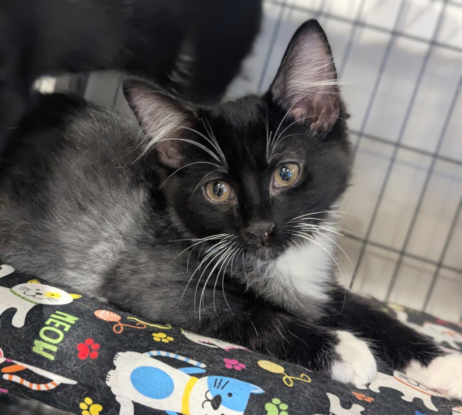 Fluffy, adopted, Kitten Male Ragamuffin & Norwegian Forest Cat.