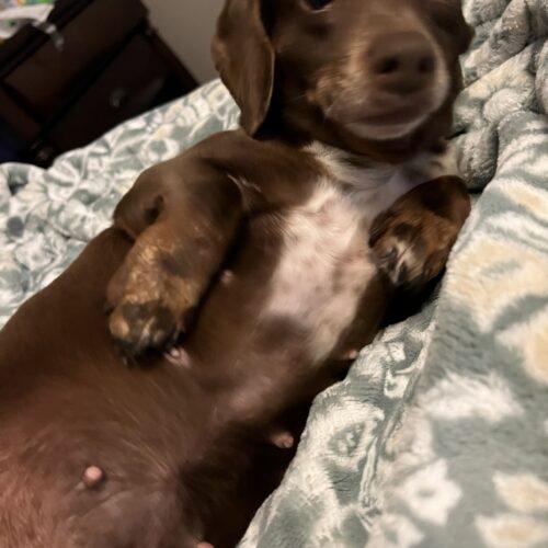 Lilo, Adoptable, Adult Female Miniature Dachshund.