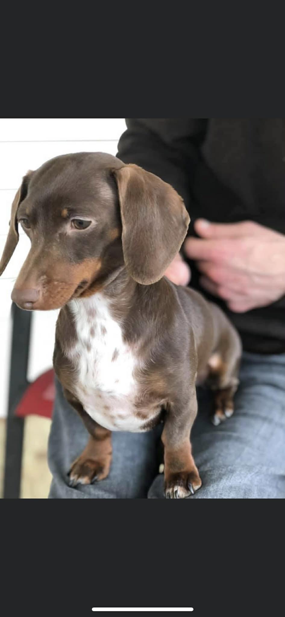 Enlarge Lilo, a Adoptable Miniature Dachshund in Cookeville, TN image 2/3