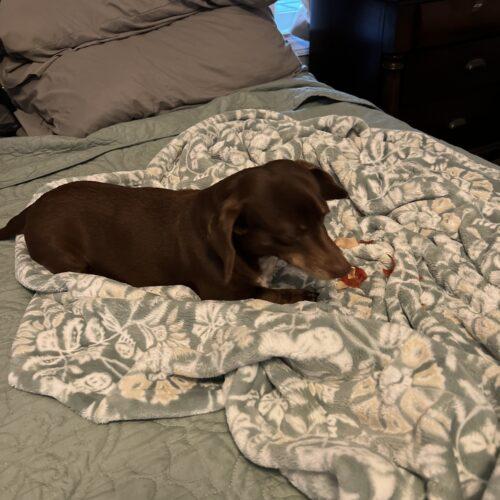 Enlarge Lilo, a Adoptable Miniature Dachshund in Cookeville, TN image 3/3