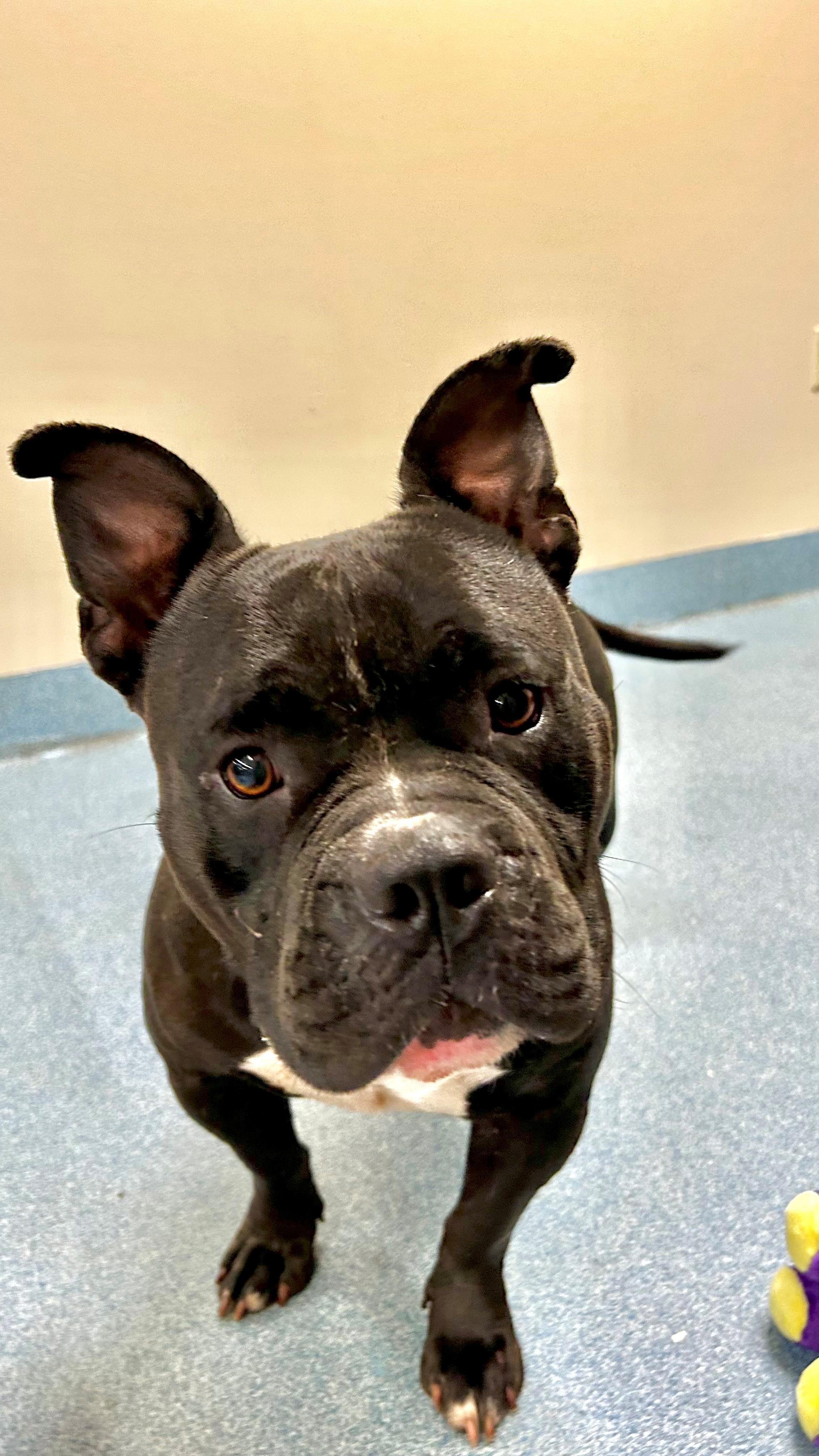 Mulatto, a ADOPTABLE Pit Bull Terrier in Suffolk, VA image 1/3