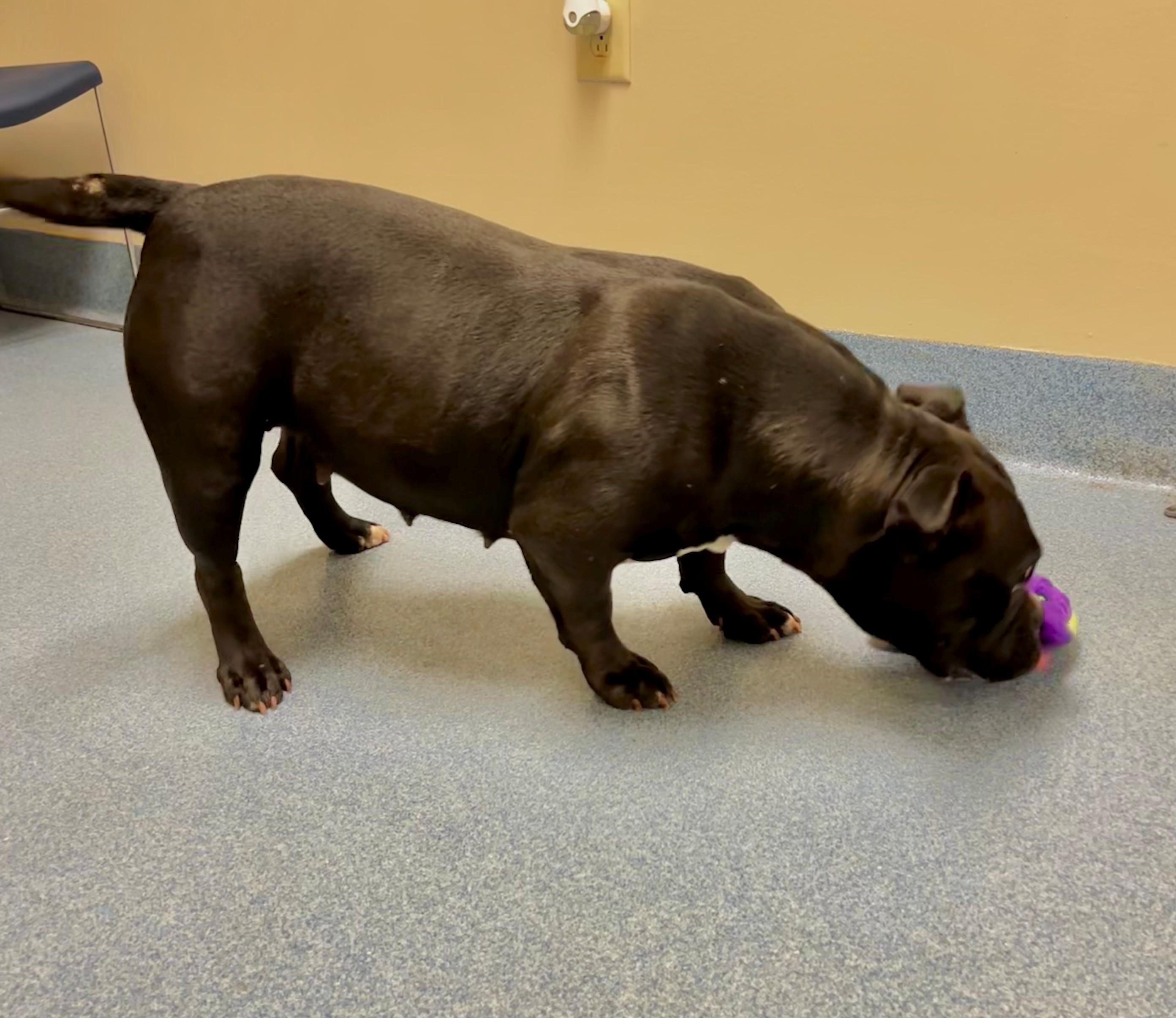 Mulatto, a ADOPTABLE Pit Bull Terrier in Suffolk, VA image 2/3
