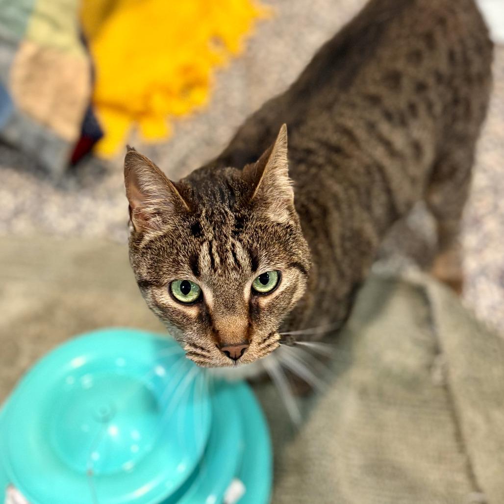 Bud, Adoptable, Adult Male Domestic Short Hair.