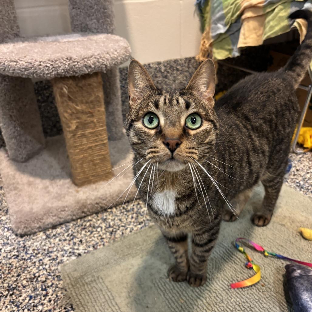 Enlarge Bud, a Adoptable Domestic Short Hair in Fairport, NY image 2/6