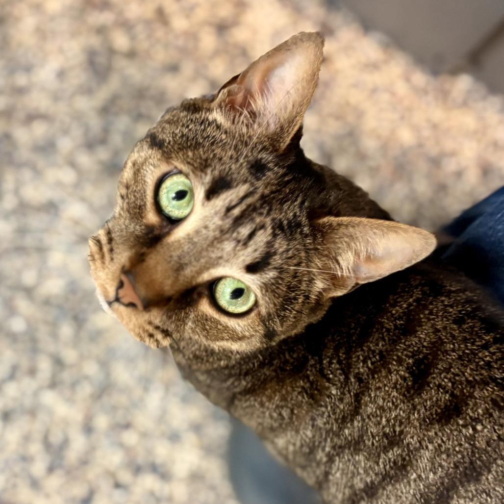 Enlarge Bud, a Adoptable Domestic Short Hair in Fairport, NY image 3/6