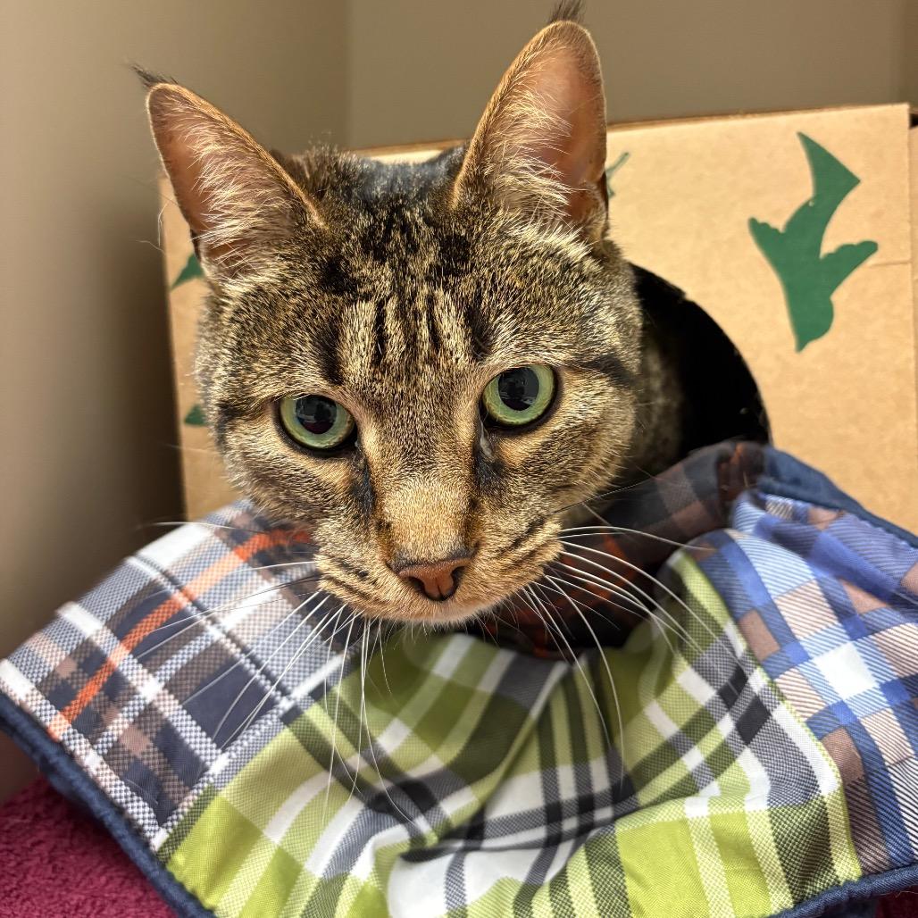 Enlarge Bud, a Adoptable Domestic Short Hair in Fairport, NY image 5/6