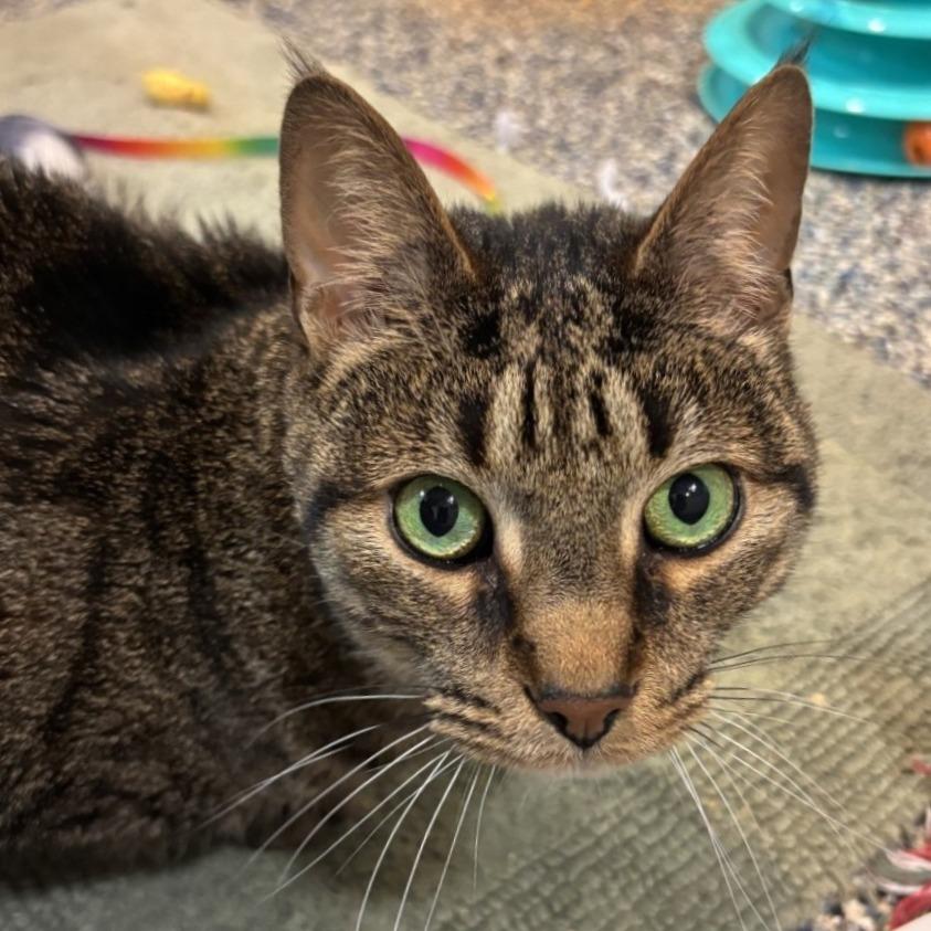 Enlarge Bud, a Adoptable Domestic Short Hair in Fairport, NY image 6/6