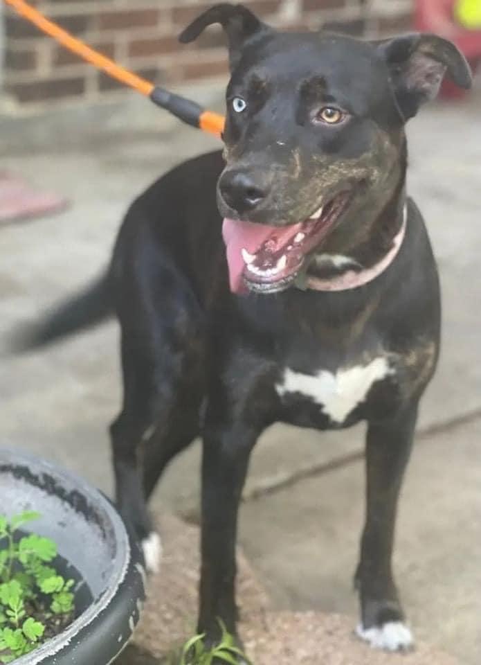 LB, Adoptable, Adult Female Shepherd & Black Labrador Retriever.