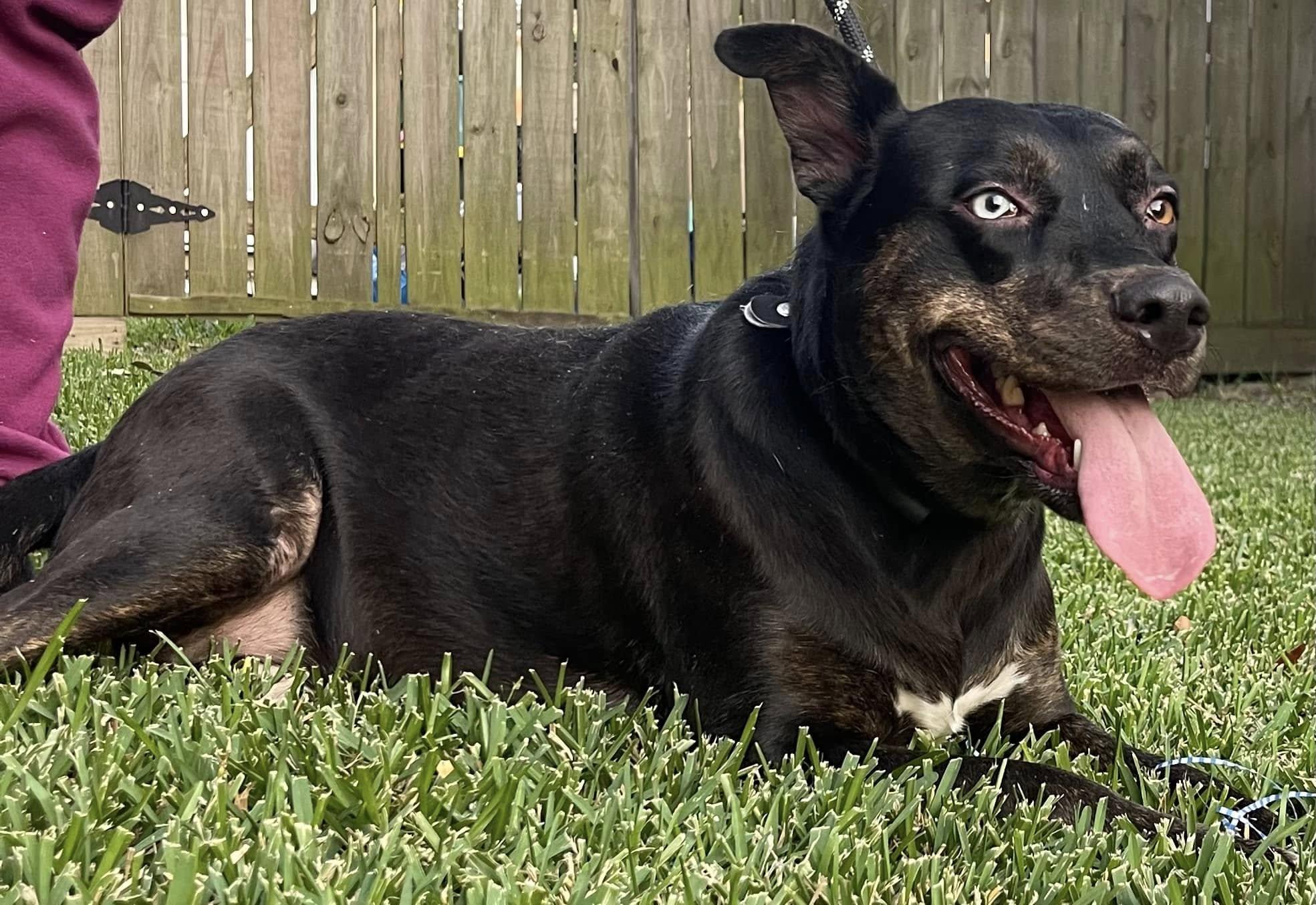 Enlarge LB, a Adoptable mixed breed in Bloomington, IL image 2/4