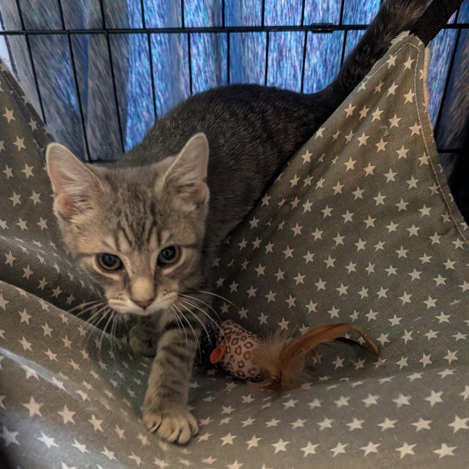 Maverick, Adoptable, Kitten Male American Shorthair.