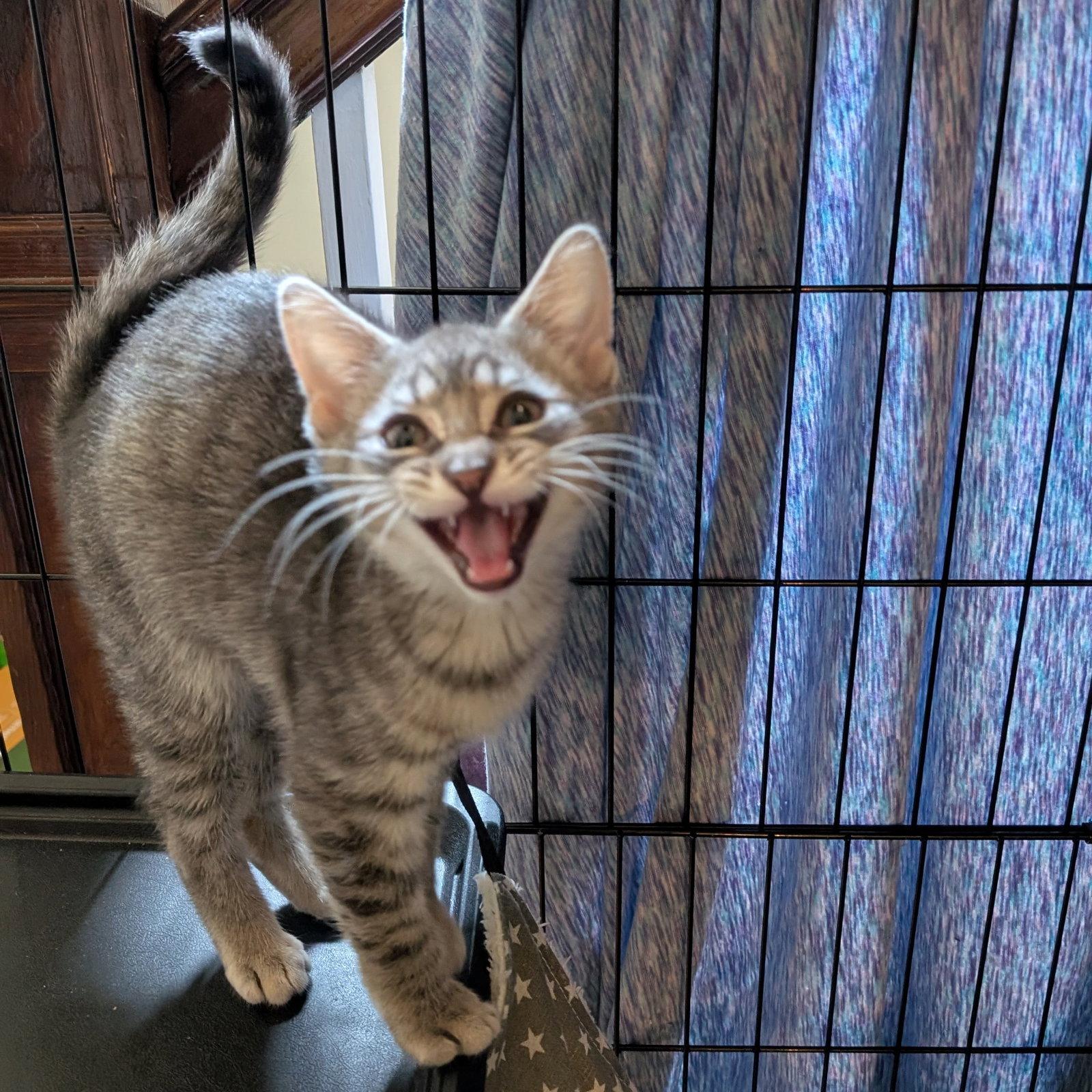 Maverick, a Adoptable American Shorthair in Pikesville, MD image 2/3