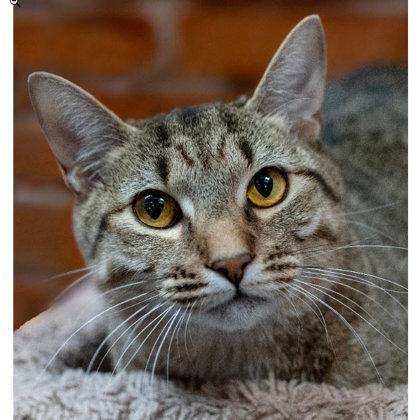 Costner Kershaw, adopt with Tuna Turner, a Adoptable mixed breed in Hudson, MA image 2/3