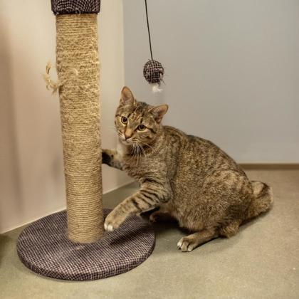 Costner Kershaw, adopt with Tuna Turner, a Adoptable mixed breed in Hudson, MA image 3/3