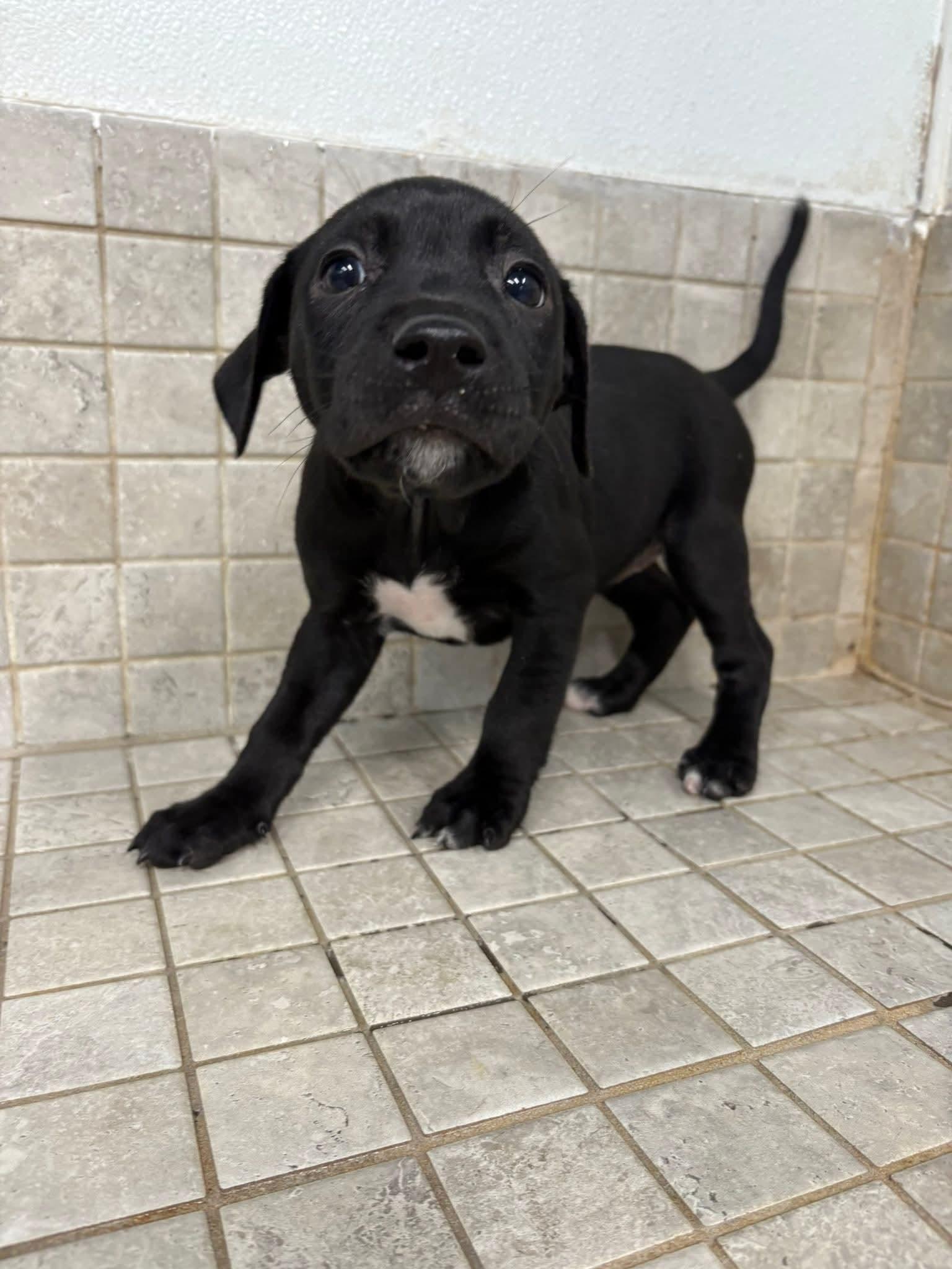 PIP. tinycauseadopt@gmail.com