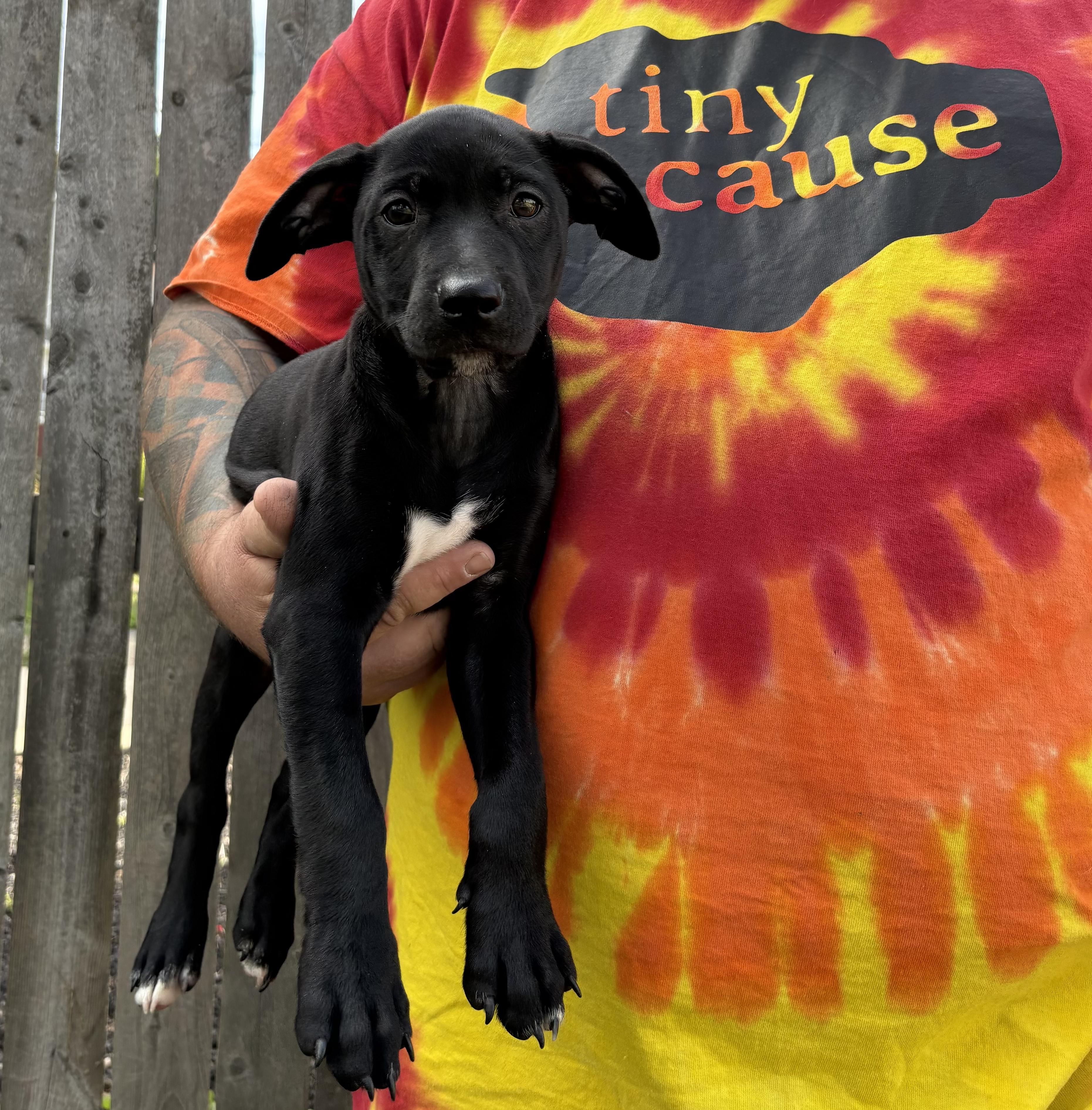 PIP. tinycauseadopt@gmail.com
