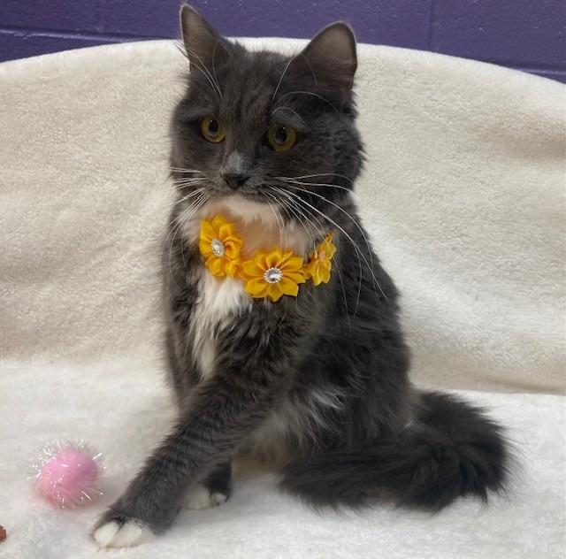 Enlarge Athena- Coming Soon, a ADOPTABLE Domestic Medium Hair in Arlington, VA image 2/3