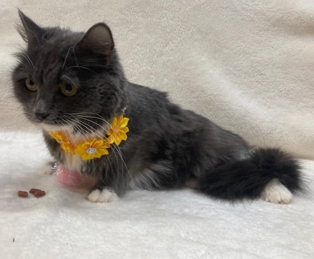 Enlarge Athena- Coming Soon, a ADOPTABLE Domestic Medium Hair in Arlington, VA image 3/3