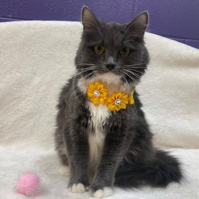 Athena- Coming Soon, ADOPTABLE, Adult Female Domestic Medium Hair.