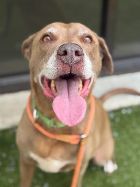 FINN, Adoptable, Adult Male Labrador Retriever & Mixed Breed.